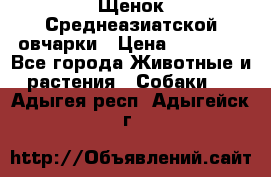 Щенок Среднеазиатской овчарки › Цена ­ 35 000 - Все города Животные и растения » Собаки   . Адыгея респ.,Адыгейск г.